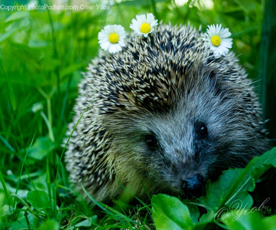 Hedgehog, Mammal, Animal, Porcupine, Rodent