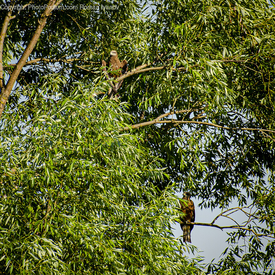 Plant, Bird, Animal, Tree, Mammal