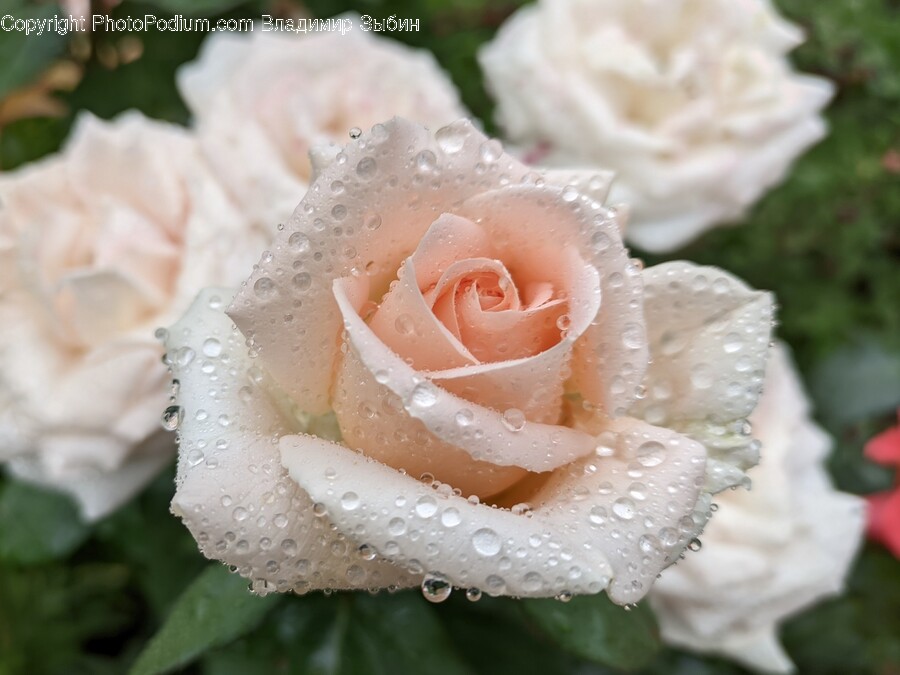 Rose, Plant, Flower, Blossom, Petal