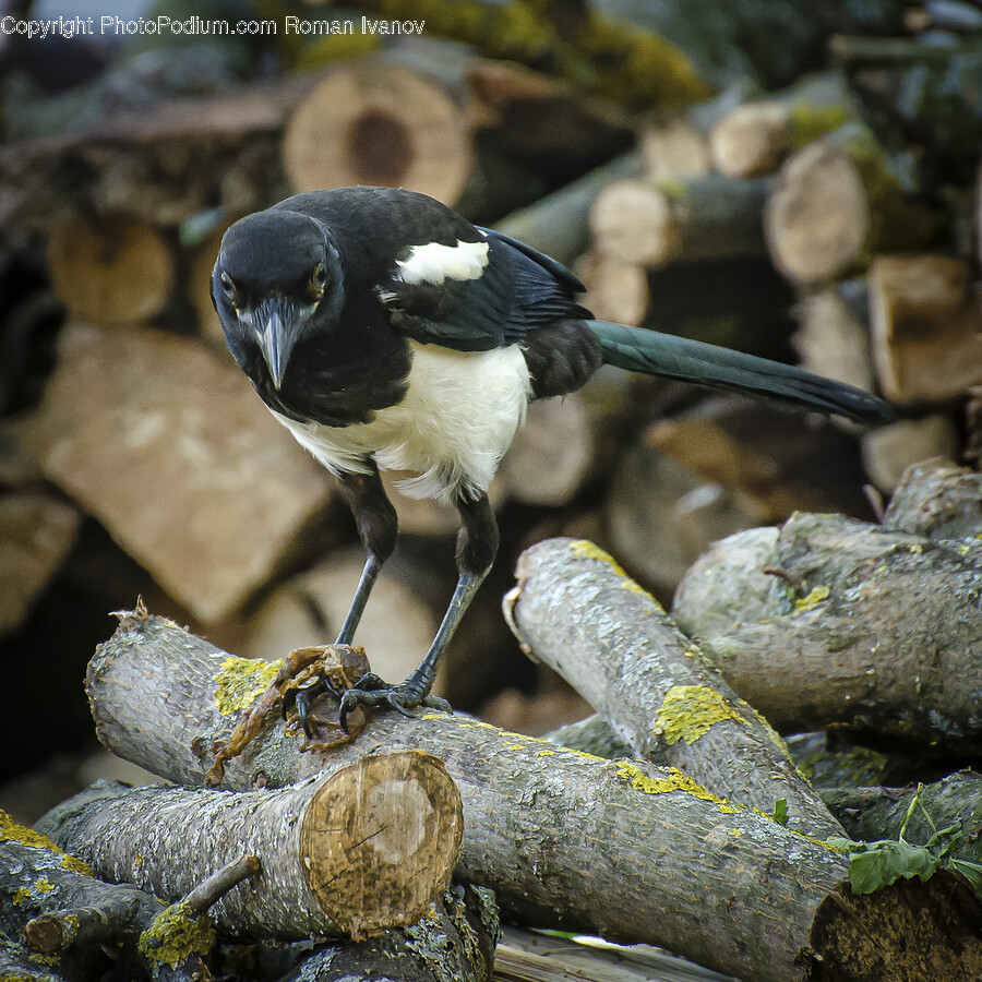 Bird, Animal, Magpie, Jay