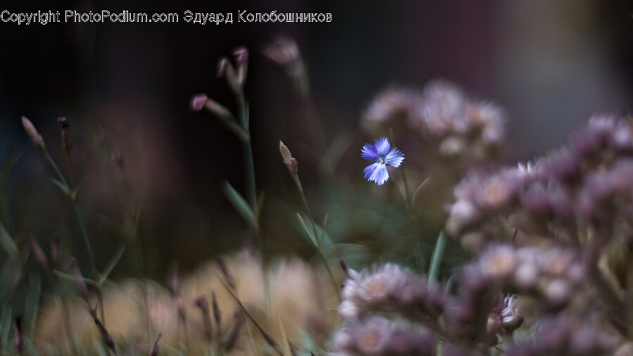 Geranium, Plant, Flower, Blossom, Petal