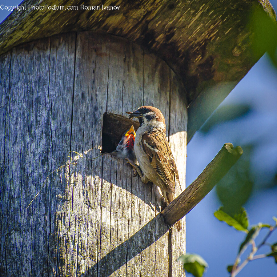Sparrow, Bird, Animal, Anthus, Plant