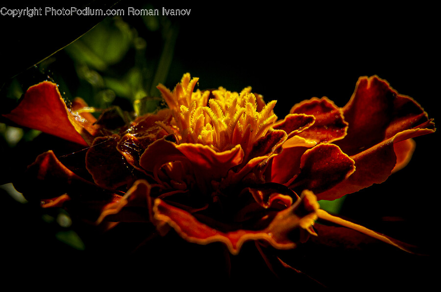 Plant, Flower, Blossom, Petal, Pollen