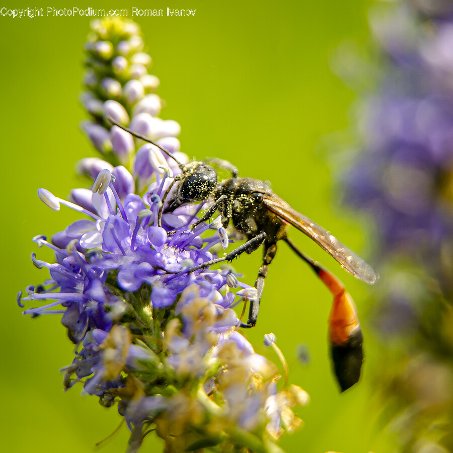 Plant, Pollen, Wasp, Andrena, Hornet