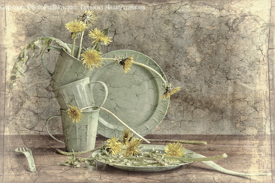 Art, Plant, Spider, Animal, Invertebrate