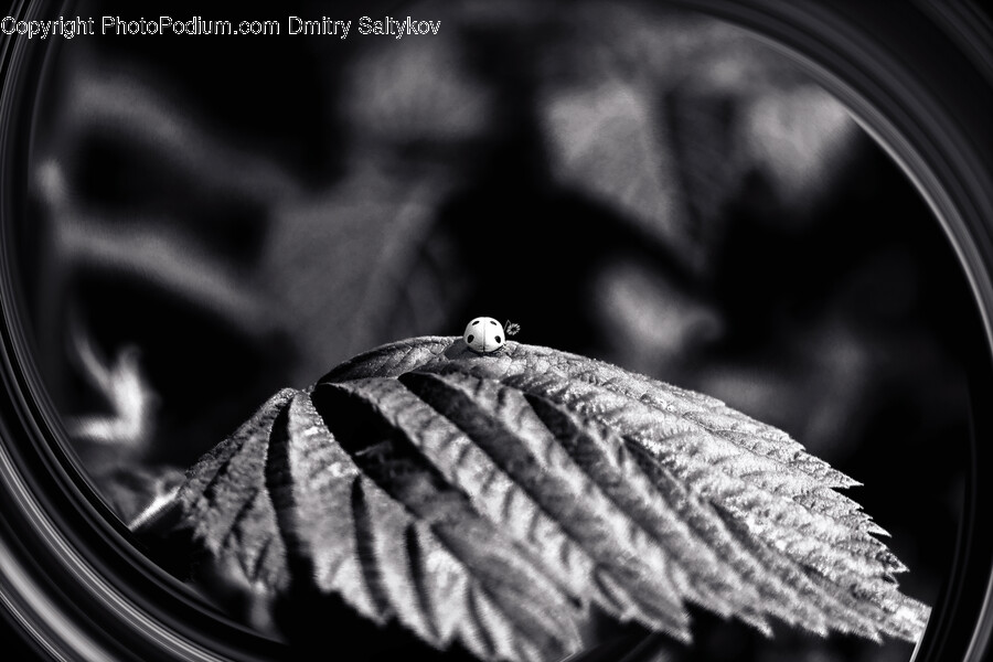 Leaf, Plant, Veins, Person, Human