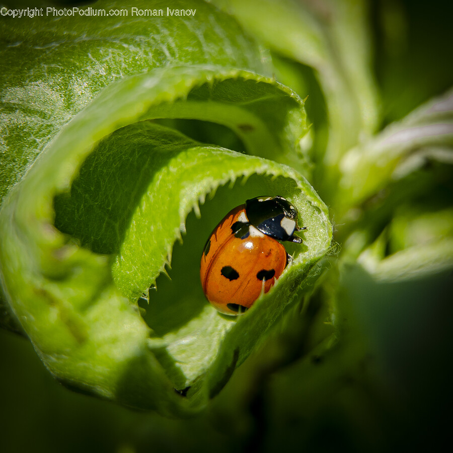 Leaf, Plant, Green, Animal, Photography
