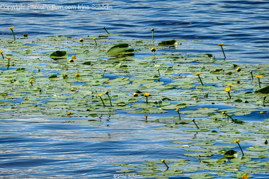 Plant, Lily, Flower, Blossom, Pond Lily