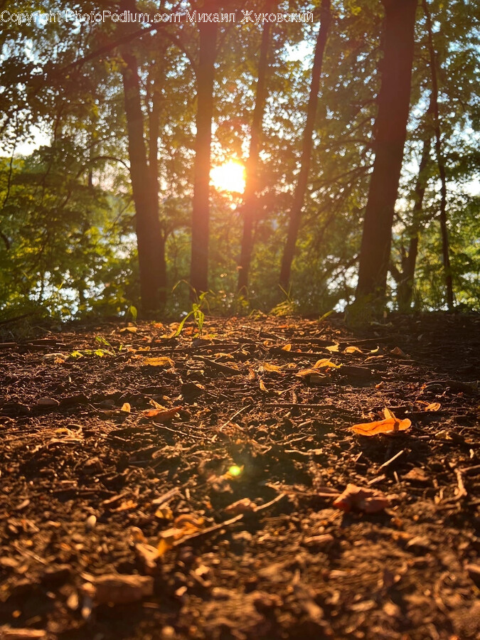 Sunlight, Flare, Light, Ground, Leaf