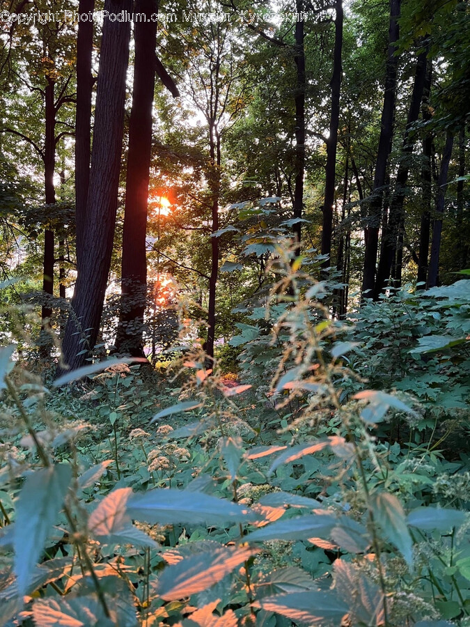 Flare, Light, Plant, Tree, Vegetation