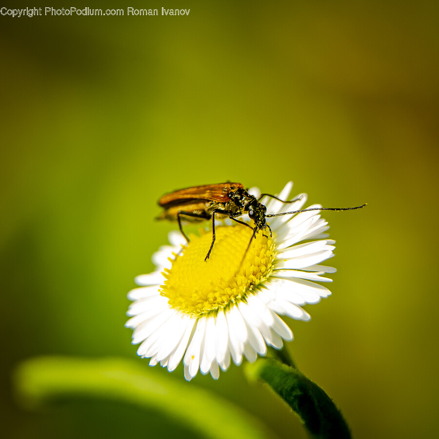 Plant, Daisy, Daisies, Flower, Blossom