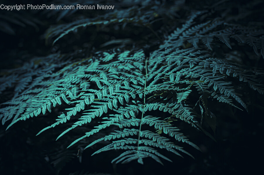 Plant, Fern, Vegetation