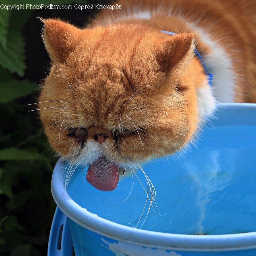 Cat, Mammal, Pet, Animal, Eating