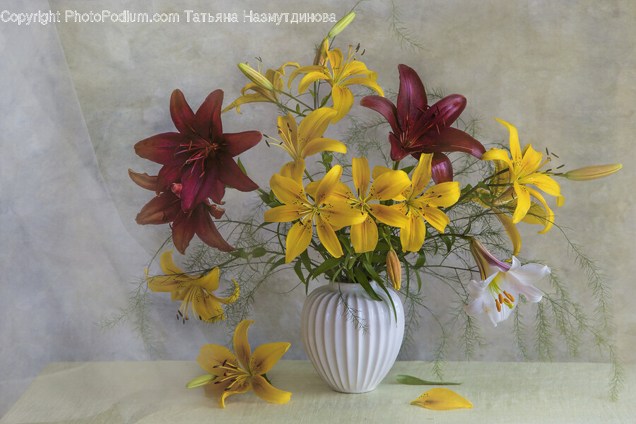 Plant, Flower, Blossom, Flower Arrangement, Ikebana