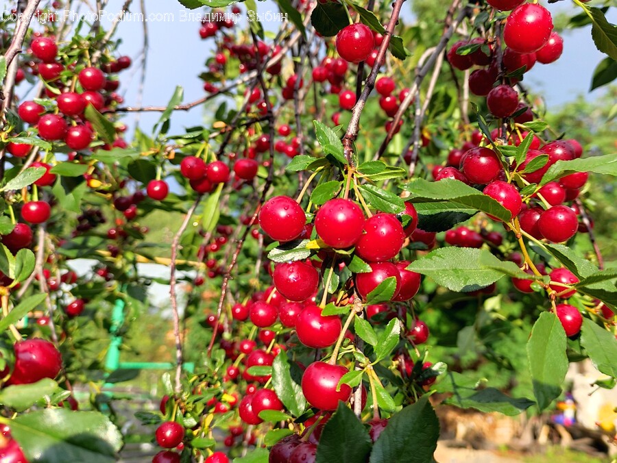 Plant, Fruit, Food, Cherry