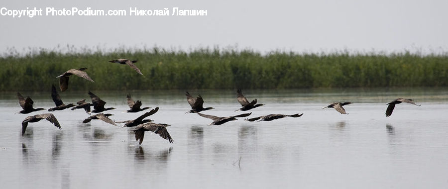Bird, Goose, Waterfowl, Crane Bird, Heron, Land, Marsh