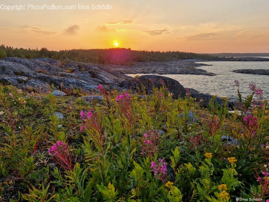 Nature, Flare, Light, Outdoors, Plant
