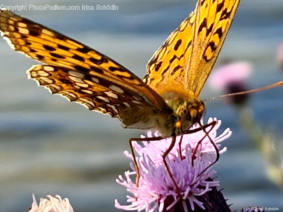 Butterfly, Insect, Invertebrate, Animal, Bird