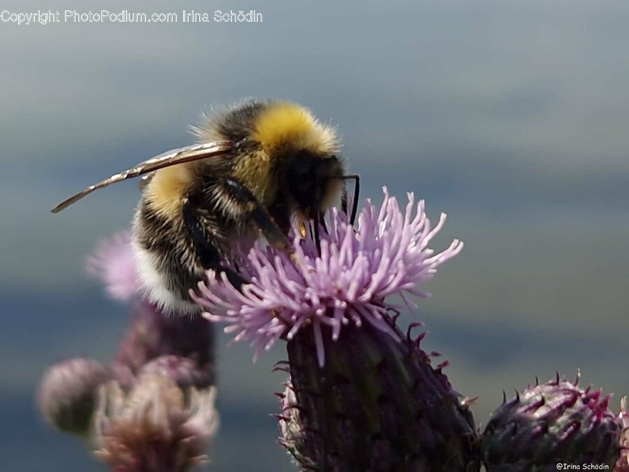 Honey Bee, Insect, Animal, Invertebrate, Bee