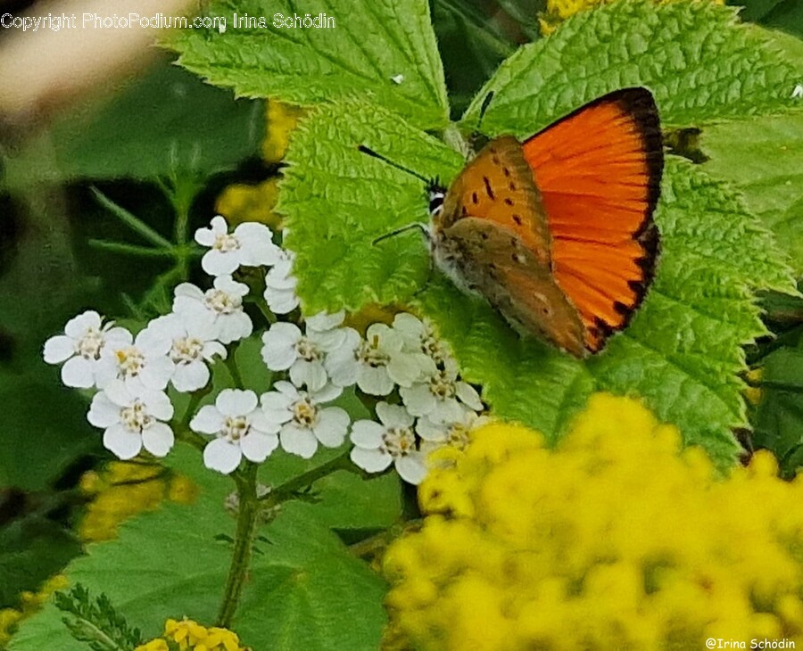 Plant, Insect, Invertebrate, Animal, Potted Plant