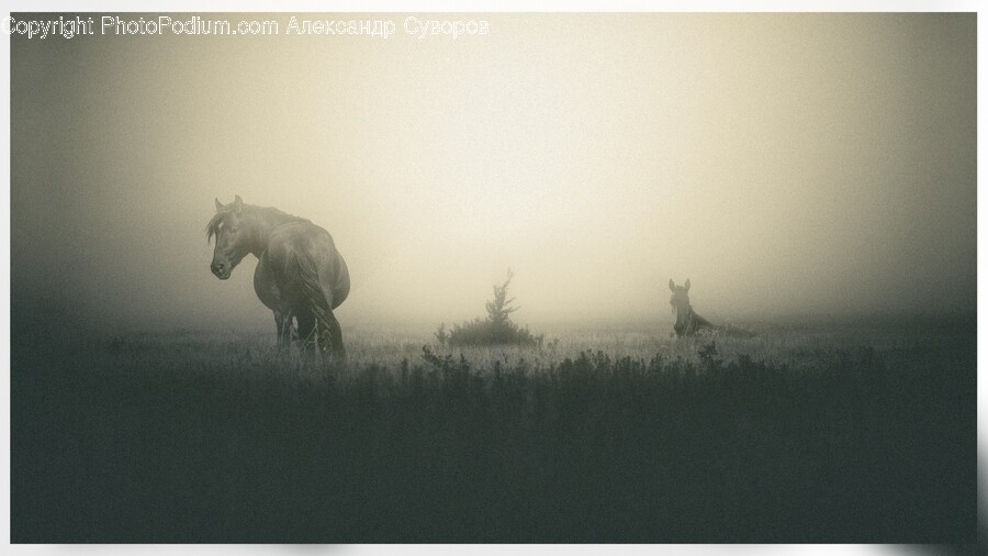 Nature, Weather, Outdoors, Fog, Mist