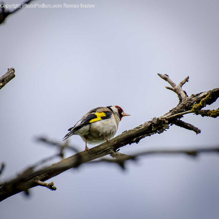 Bird, Animal, Finch, Canary, Bee Eater