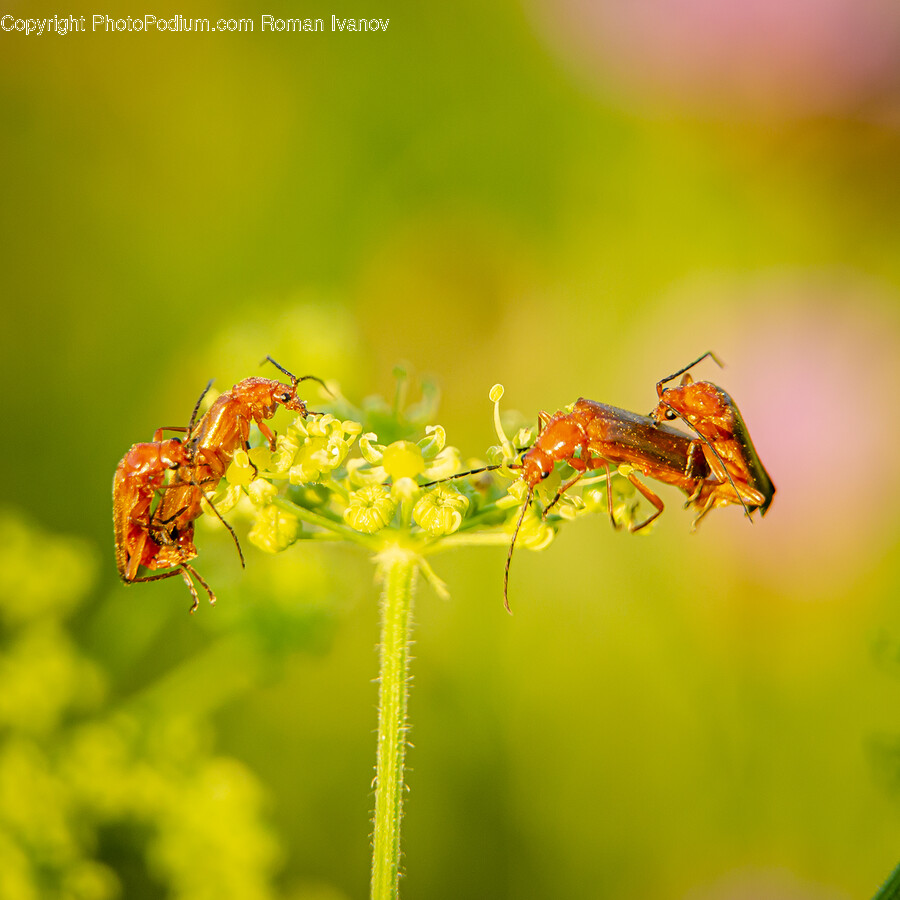 Plant, Pollen, Insect, Animal, Invertebrate