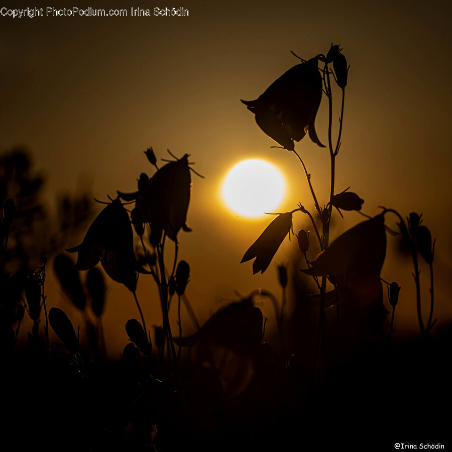 Flare, Light, Sunlight, Nature, Outdoors