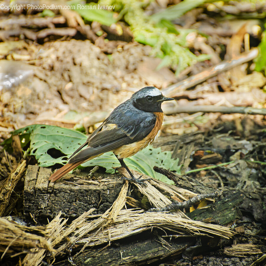 Bird, Animal, Jay, Ground, Vegetation