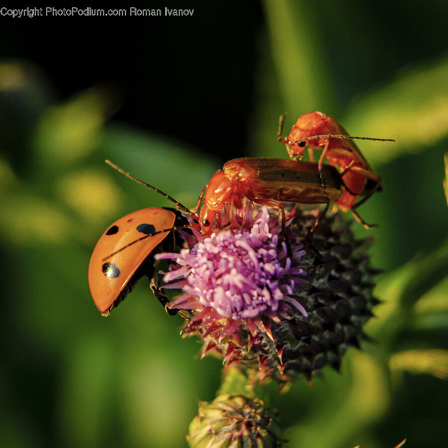 Wasp, Andrena, Hornet, Insect, Invertebrate