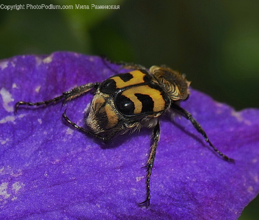 Wasp, Andrena, Hornet, Invertebrate, Insect