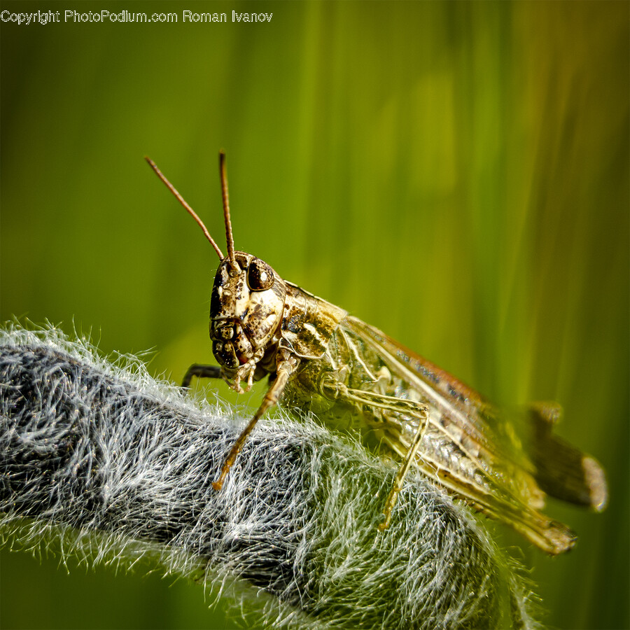 Insect, Invertebrate, Animal, Cricket Insect, Spider