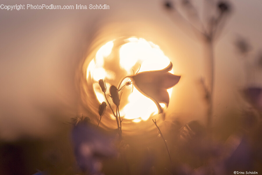 Flare, Light, Sunlight, Lighting, Nature