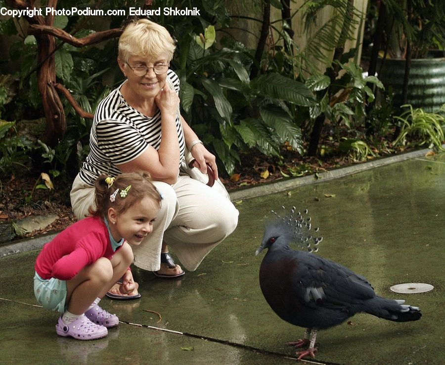 People, Person, Human, Plant, Potted Plant, Bird, Pigeon