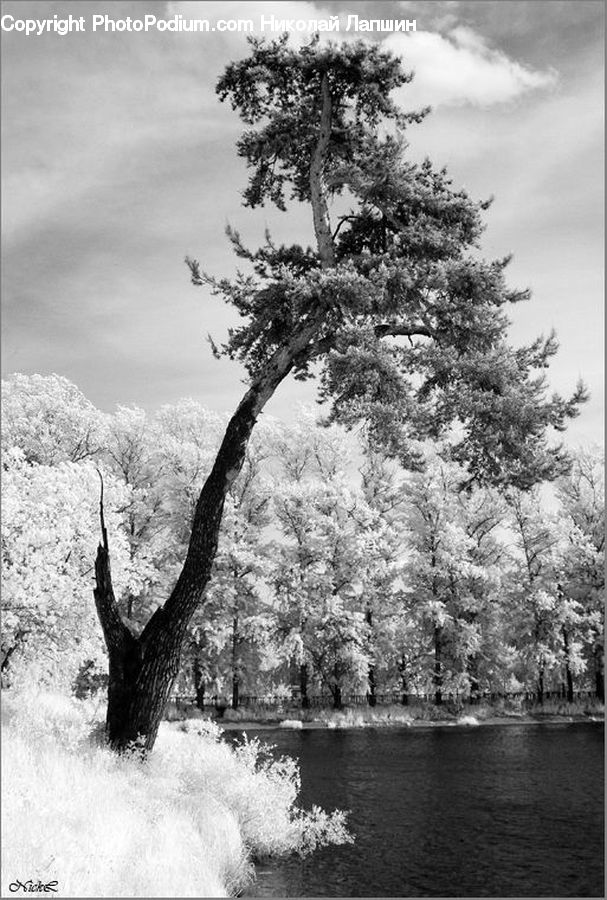 Plant, Tree, Land, Marsh, Outdoors, Swamp, Water