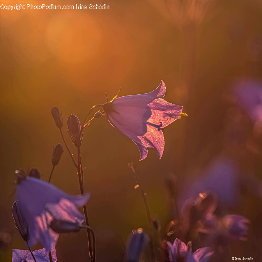 Plant, Flower, Blossom, Geranium, Petal