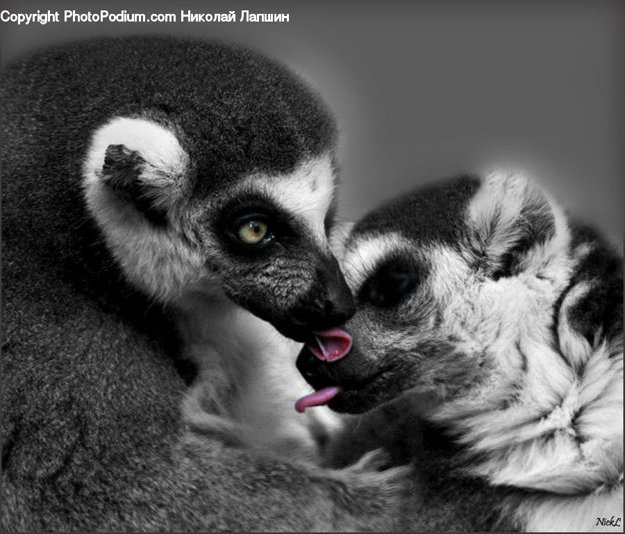 Animal, Lemur, Mammal, Monkey, Wildlife