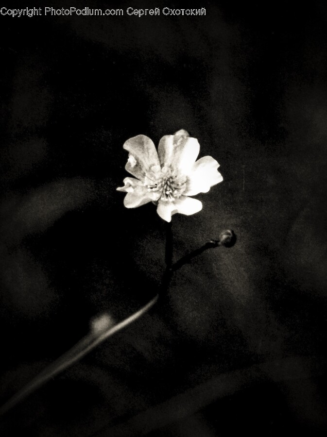 Plant, Pollen, Flower, Blossom, Anther