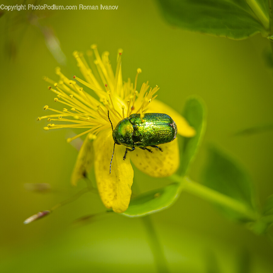 Pollen, Plant, Honey Bee, Bee, Invertebrate