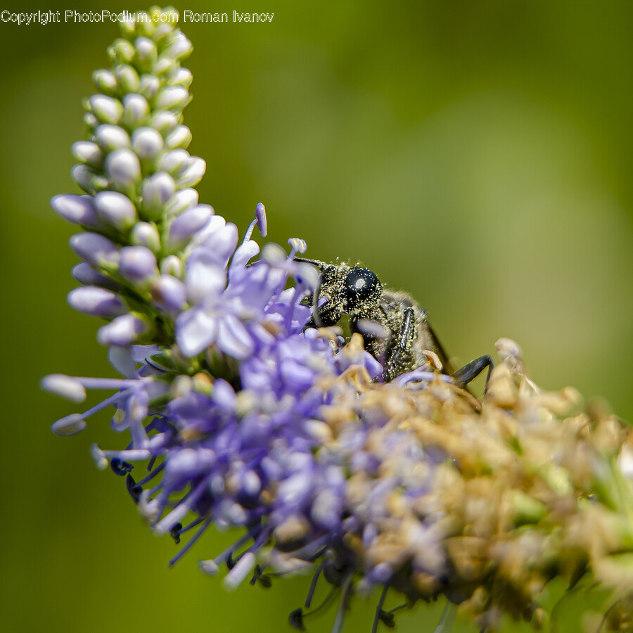 Plant, Pollen, Flower, Blossom, Honey Bee