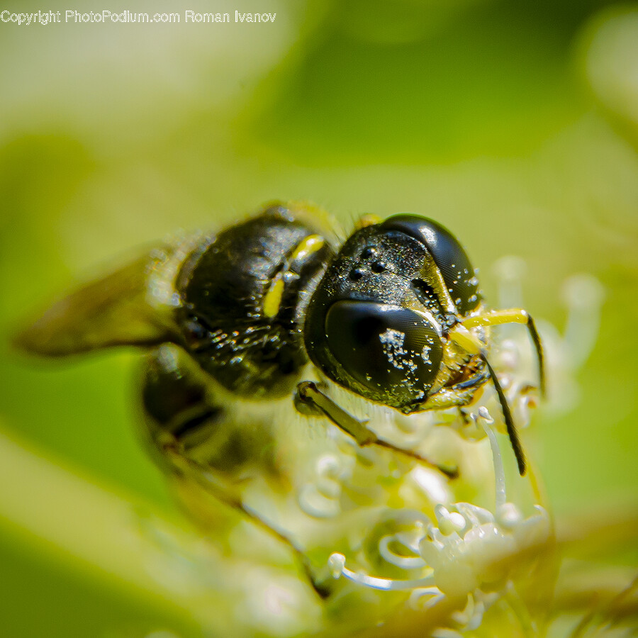 Honey Bee, Invertebrate, Animal, Insect, Bee