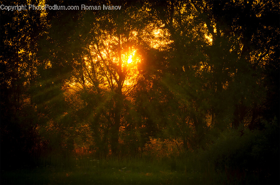 Flare, Light, Sunlight, Outdoors, Painting