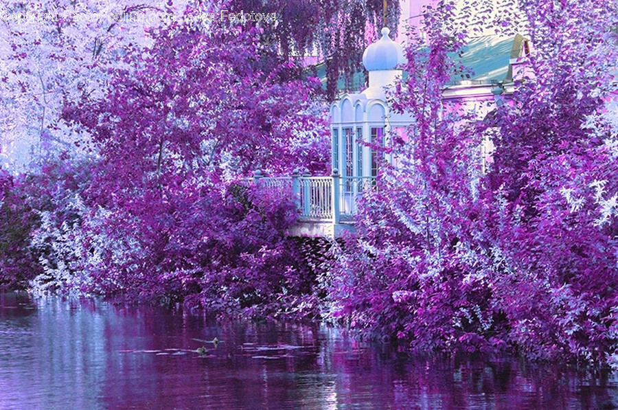 Plant, Flower, Blossom, Purple, Outdoors