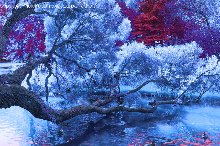 Nature, Outdoors, Plant, Tree, Ice
