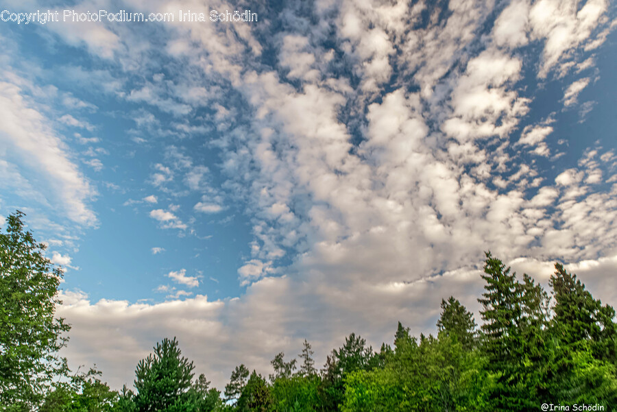 Nature, Outdoors, Tree, Plant, Fir