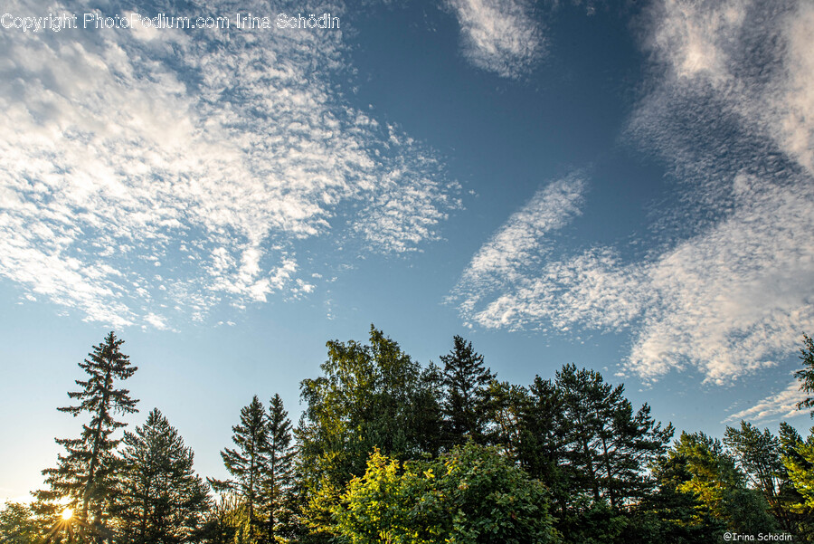 Tree, Plant, Fir, Abies, Outdoors
