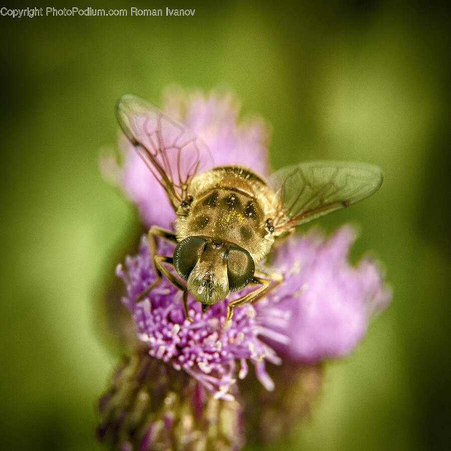 Apidae, Insect, Invertebrate, Animal, Bee