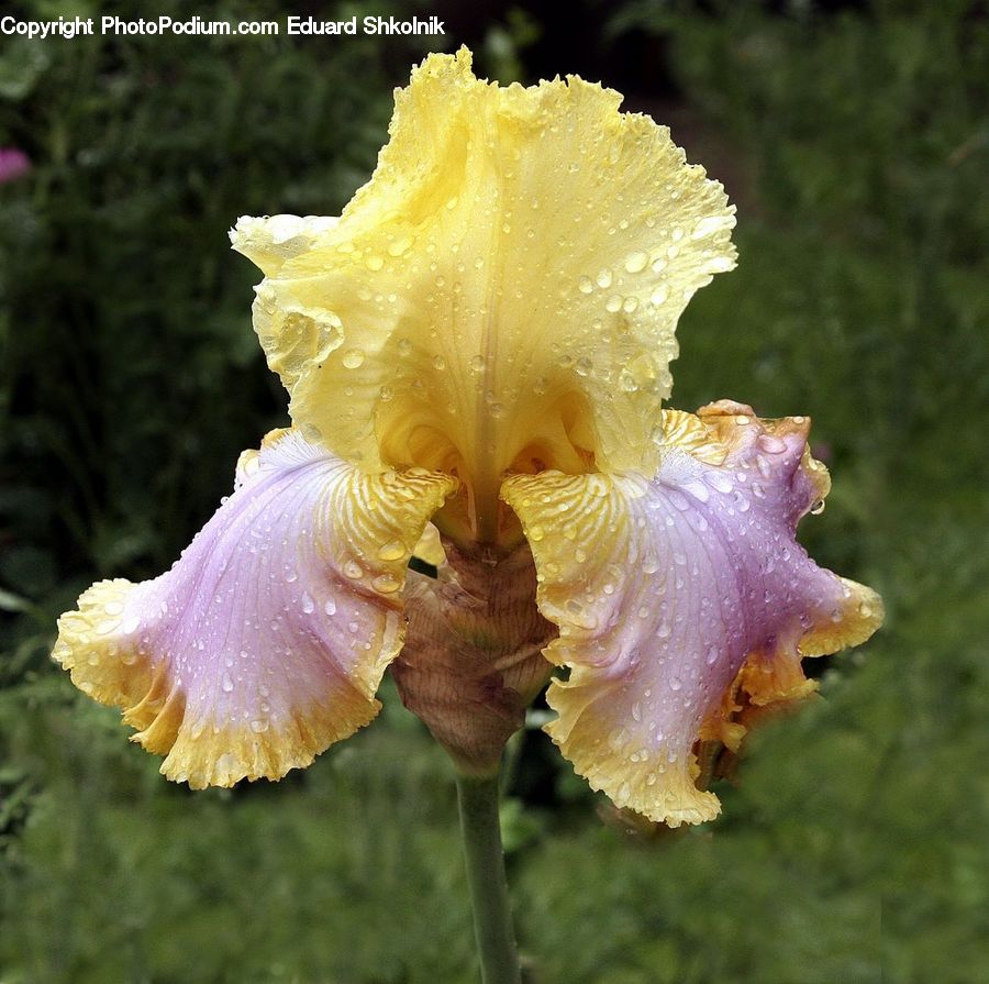 Flora, Flower, Iris, Plant, Gladiolus, Agaric, Amanita