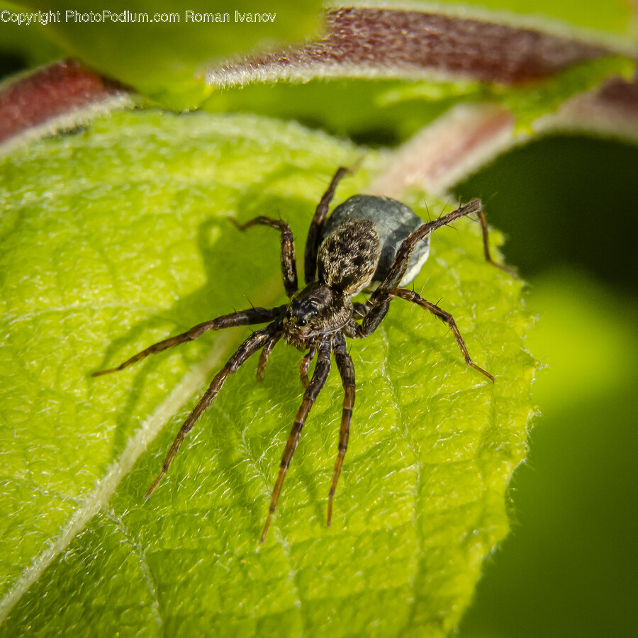 Insect, Invertebrate, Animal, Garden Spider, Spider