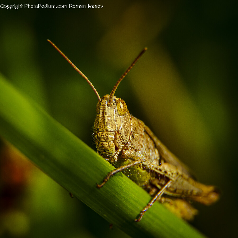 Insect, Invertebrate, Animal, Cricket Insect, Grasshopper